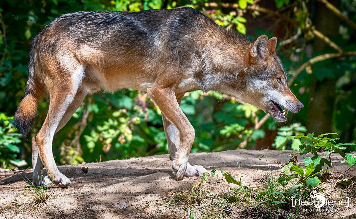Wildpark Gangelt 058