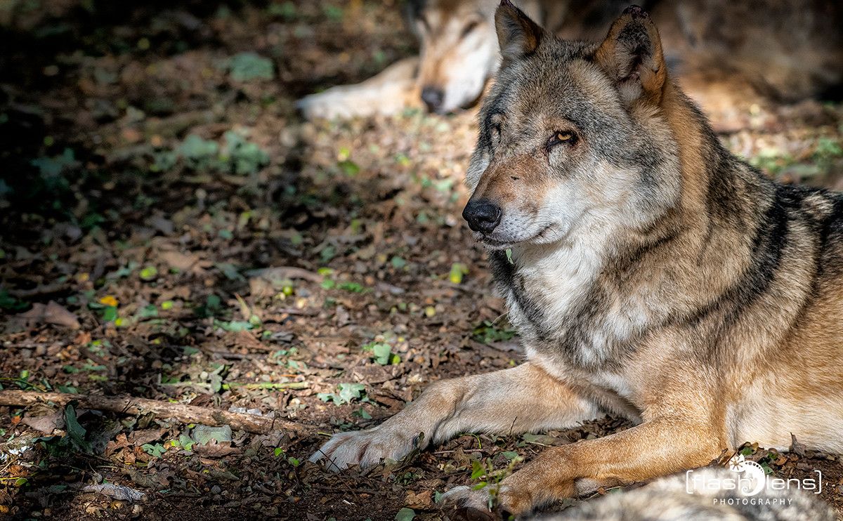04Wolfcenter001