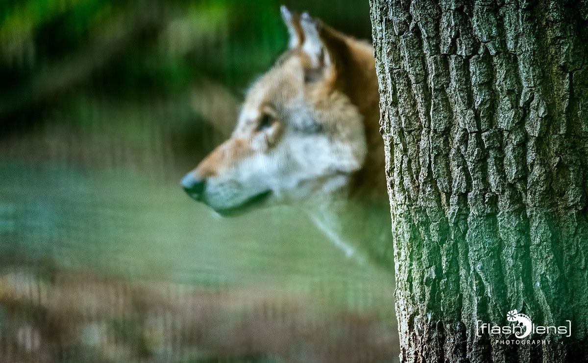 04Wolfcenter002
