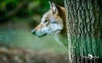 04Wolfcenter002