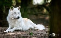 04Wolfcenter003