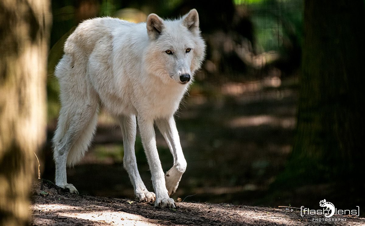 04Wolfcenter004