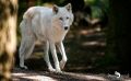 04Wolfcenter004