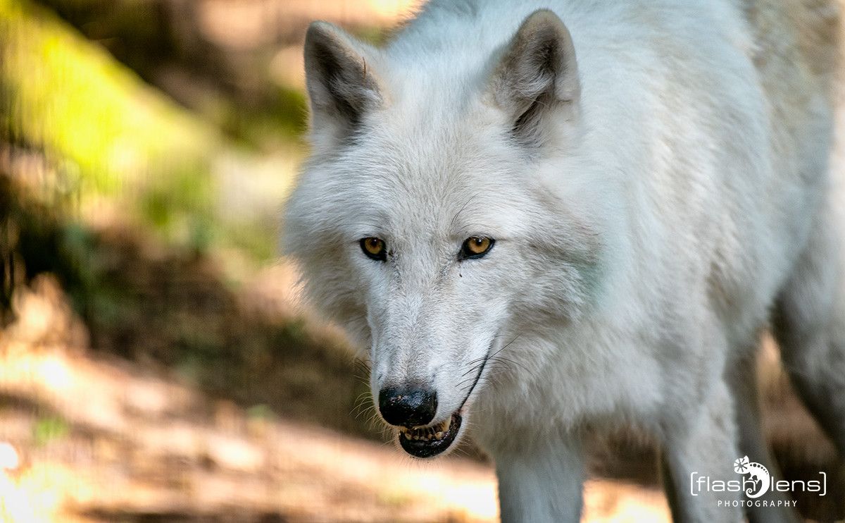04Wolfcenter005