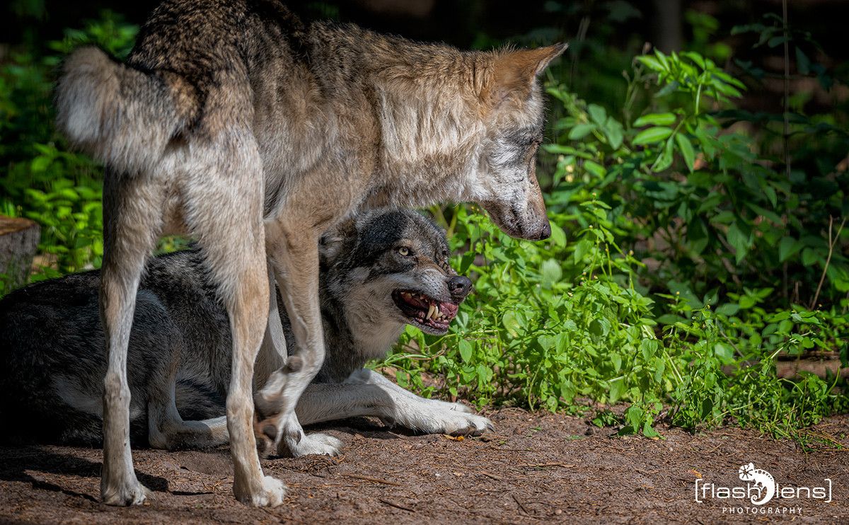 04Wolfcenter006