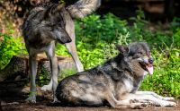 04Wolfcenter007