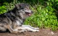 04Wolfcenter008