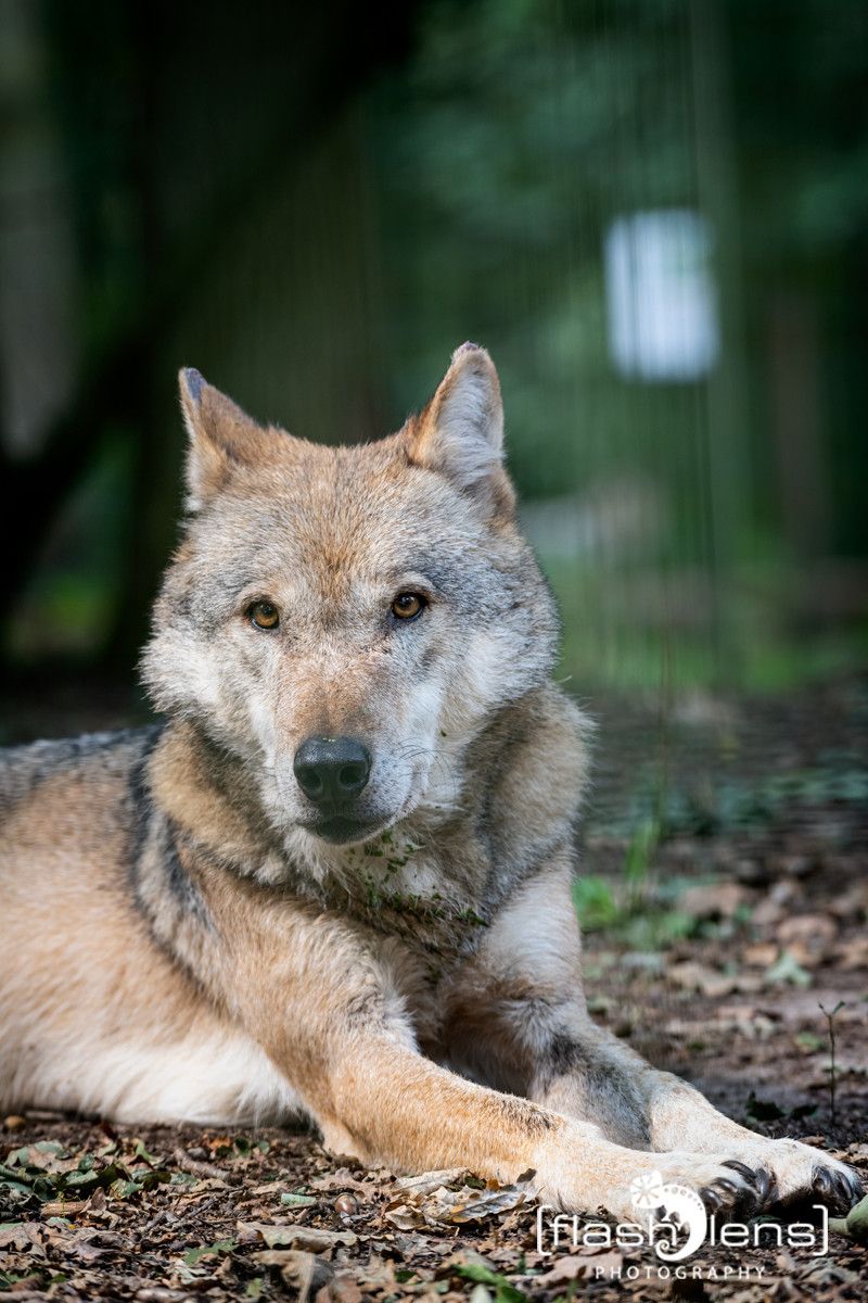 04Wolfcenter009