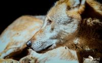 04Wolfcenter010