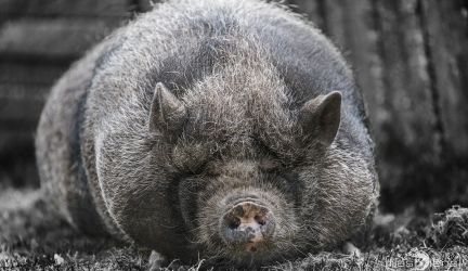 Schweine