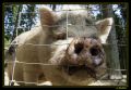 Nutztiere 003