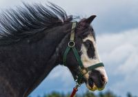 Pferde 027
