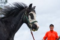 Pferde 028