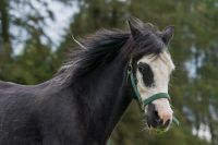 Pferde 029