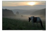 Pferde 034