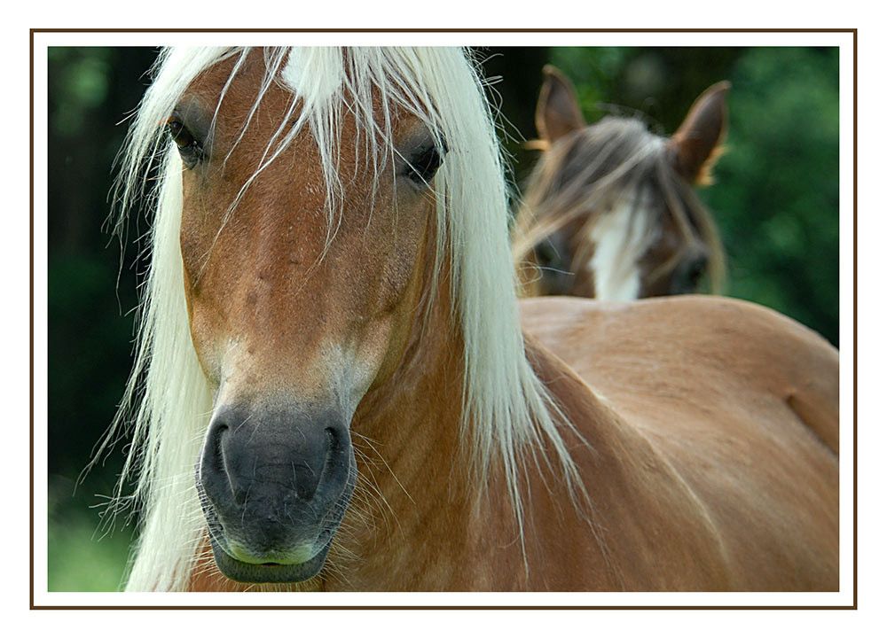 Pferde 035