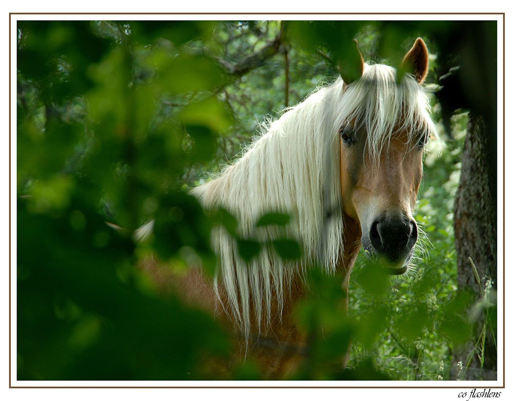 Pferde 036