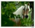 Pferde 036