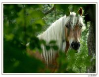 Pferde 036