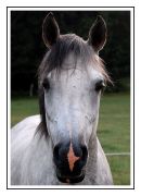 Pferde 037