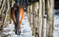 Ponys im Steinbruch 202