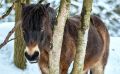 Ponys im Steinbruch 205