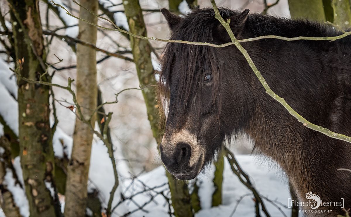 Ponys im Steinbruch 207