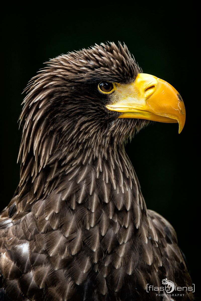 Riesenseeadler 002