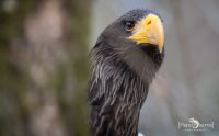 Riesenseeadler 003