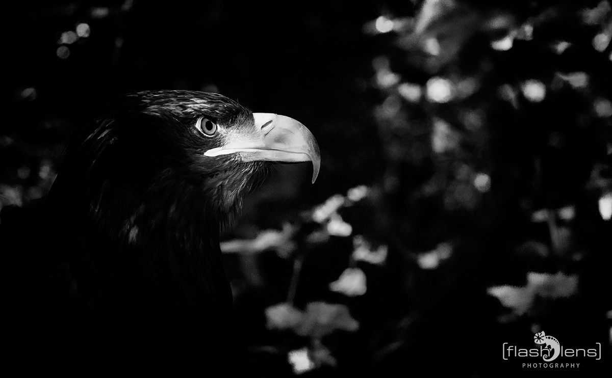 Riesenseeadler 004