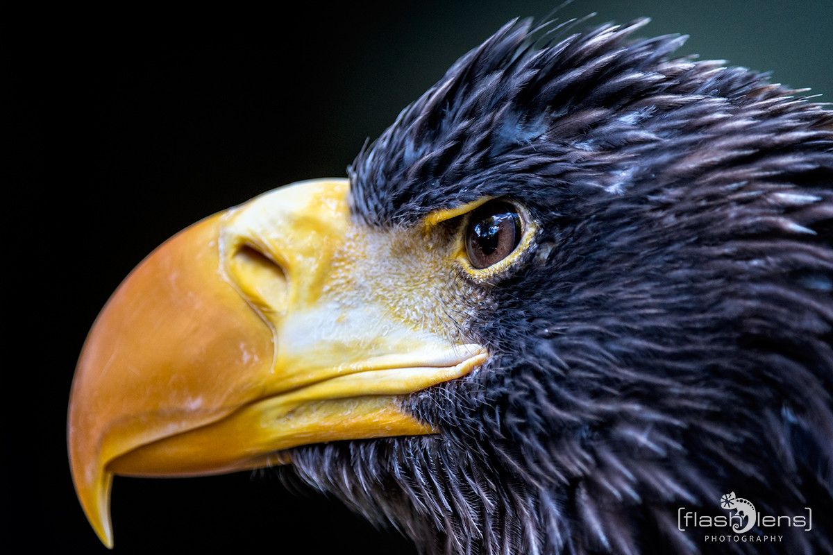 Riesenseeadler 005