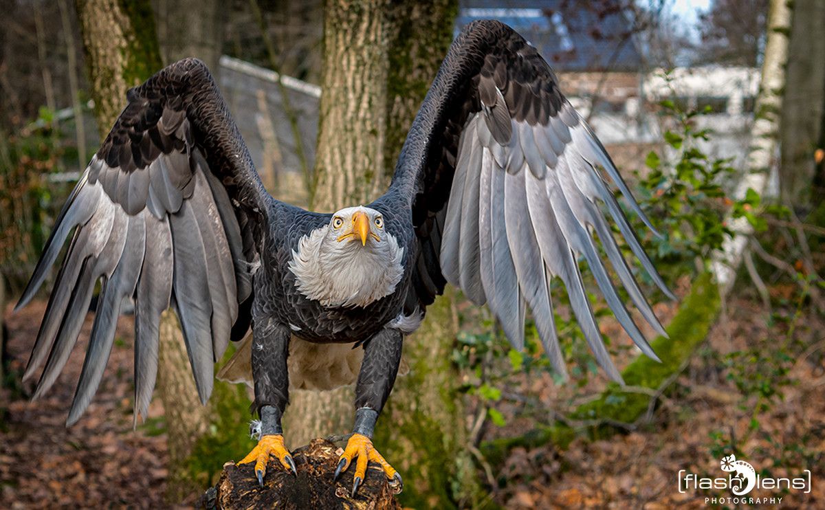 Weisskopfseeadler 002