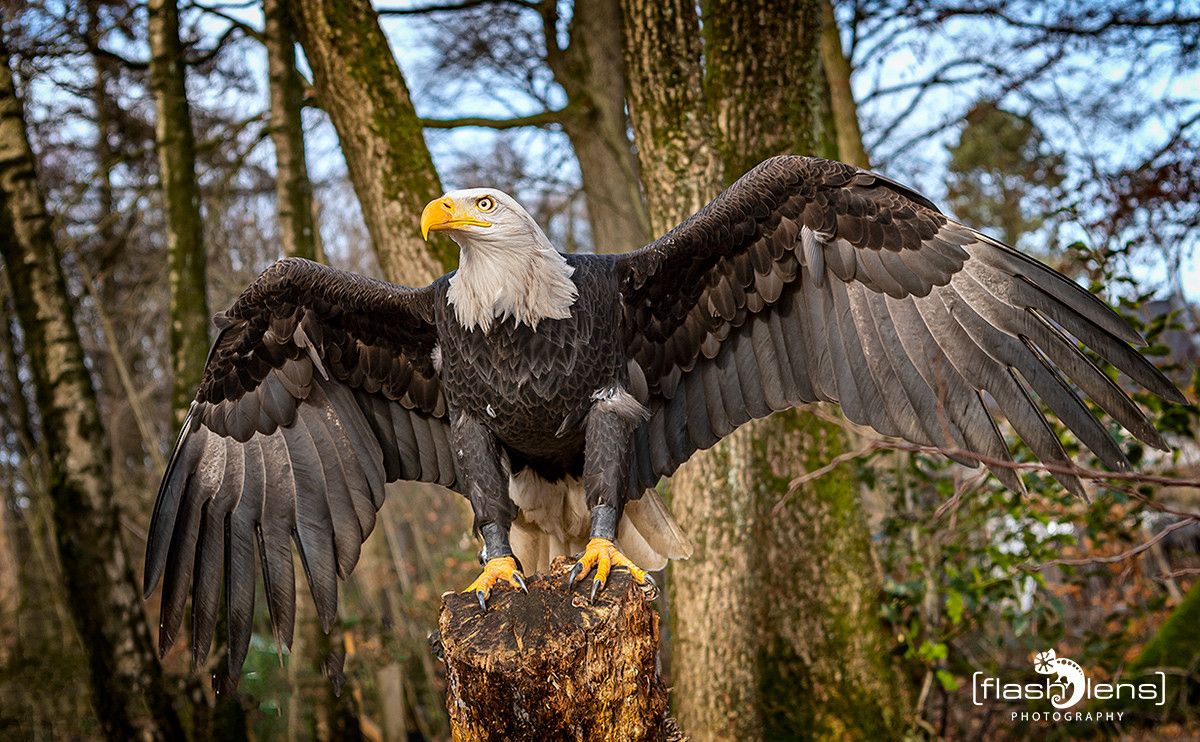 Weisskopfseeadler 004