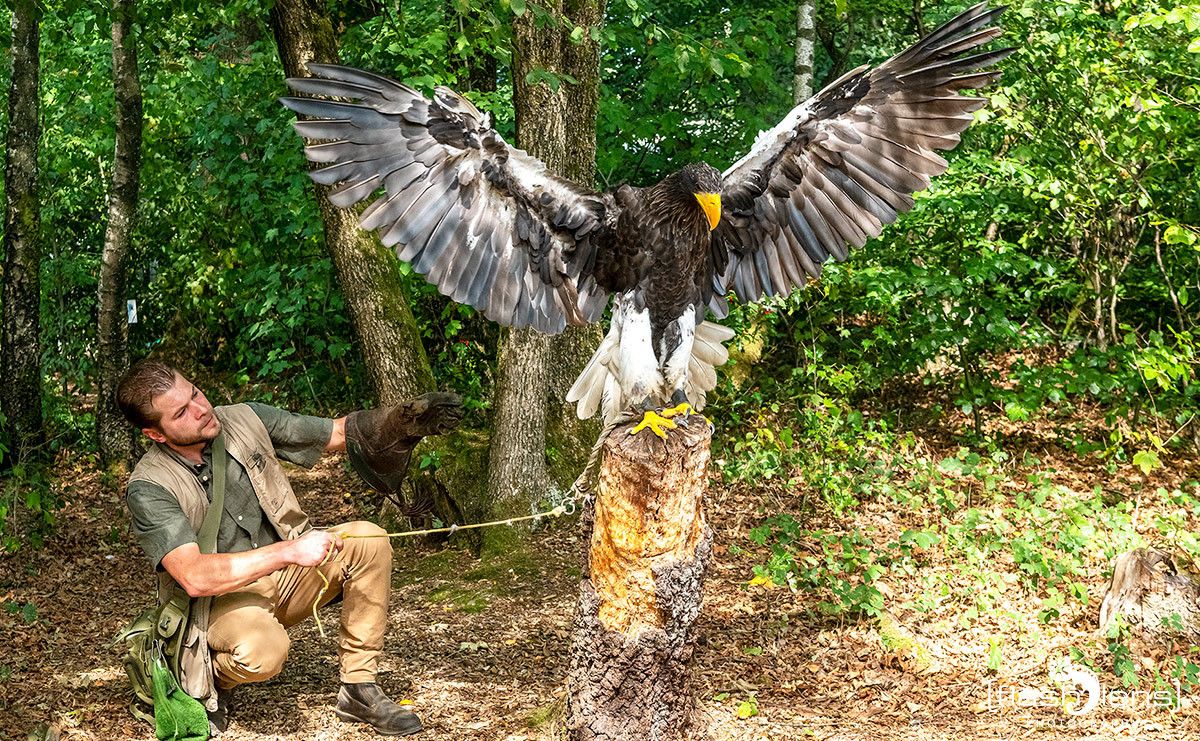 Weisskopfseeadler 012