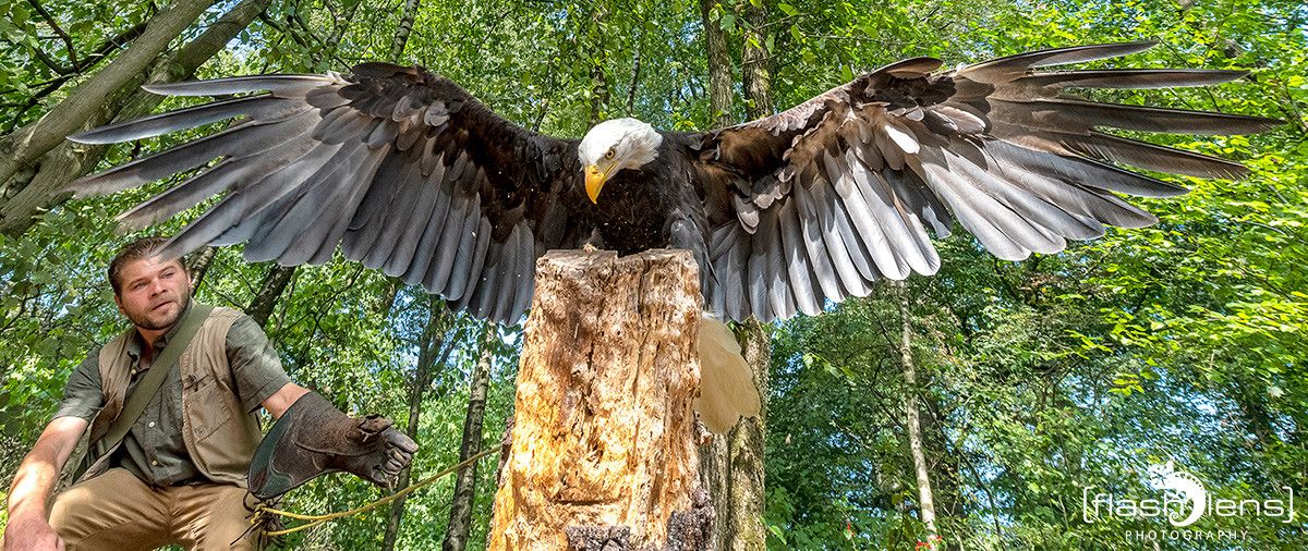 Weisskopfseeadler 014