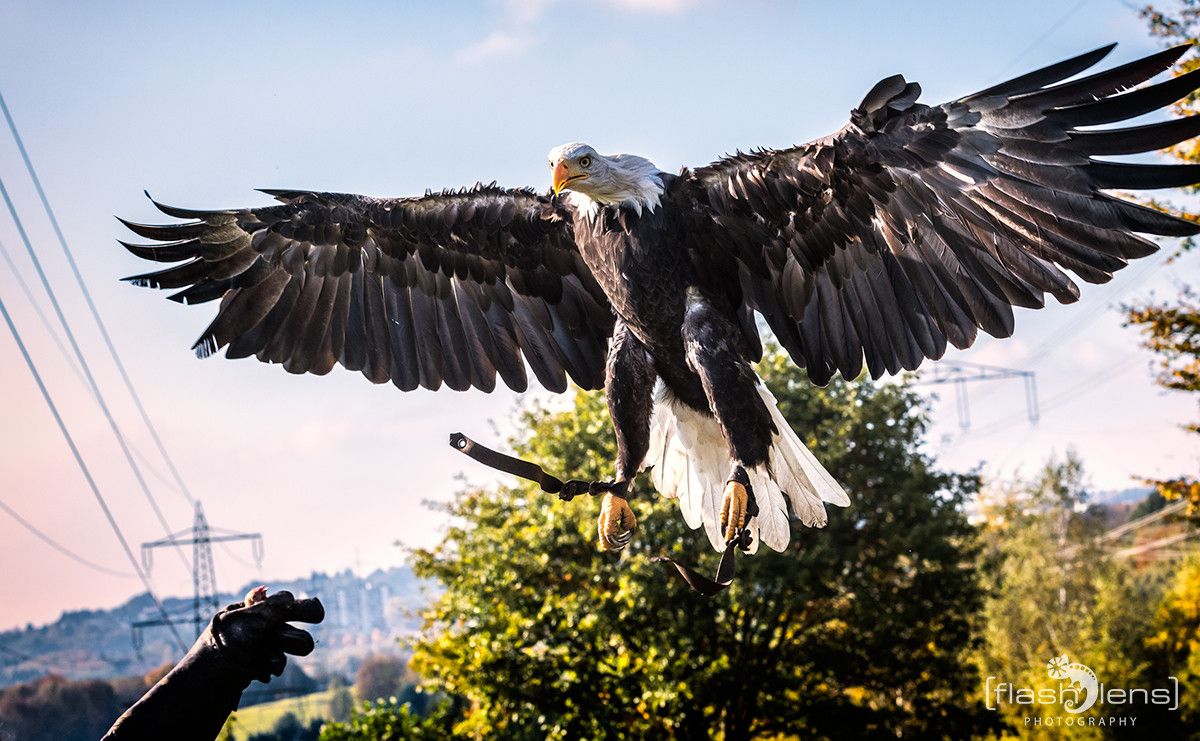 Weisskopfseeadler 015