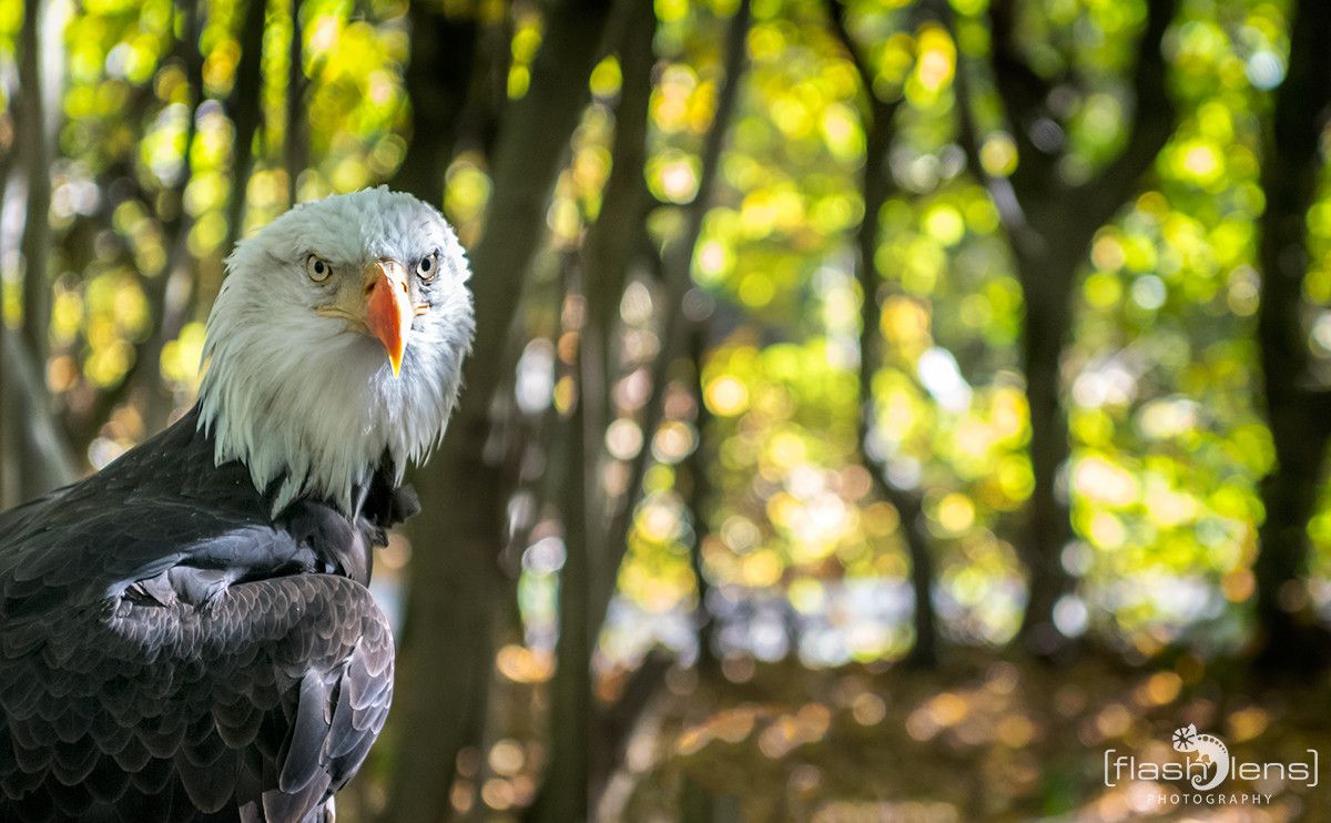 Weisskopfseeadler 019