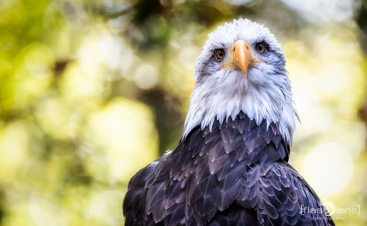 Weisskopfseeadler 021