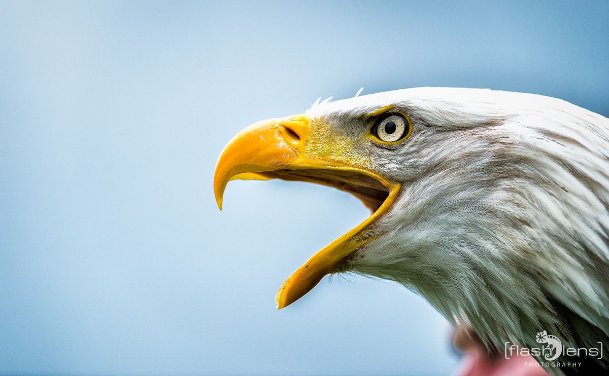 Weisskopfseeadler 022