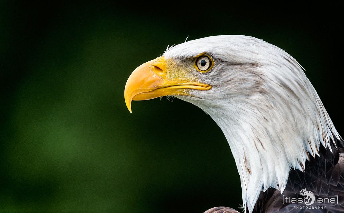 Weisskopfseeadler 026