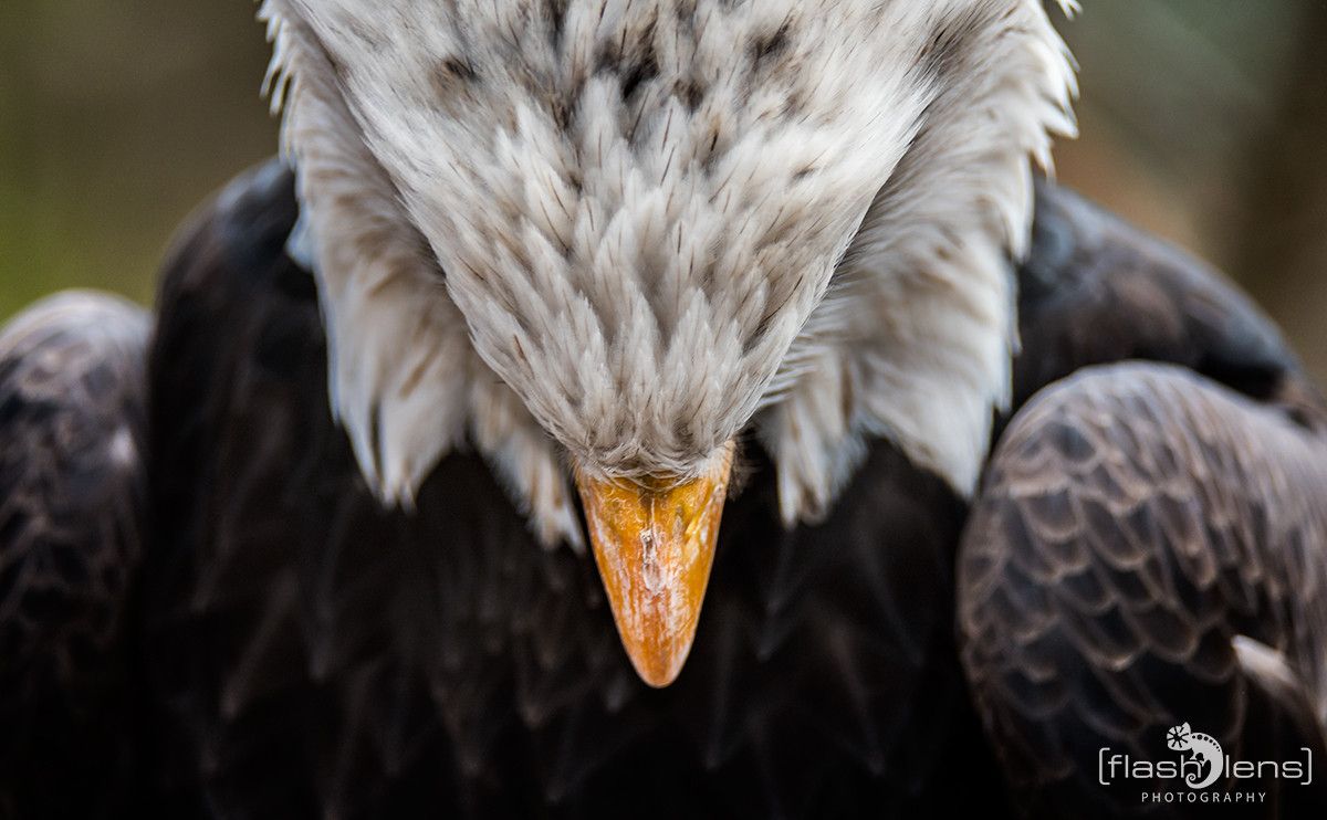 Weisskopfseeadler 028