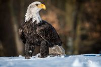 Weisskopfseeadler 029