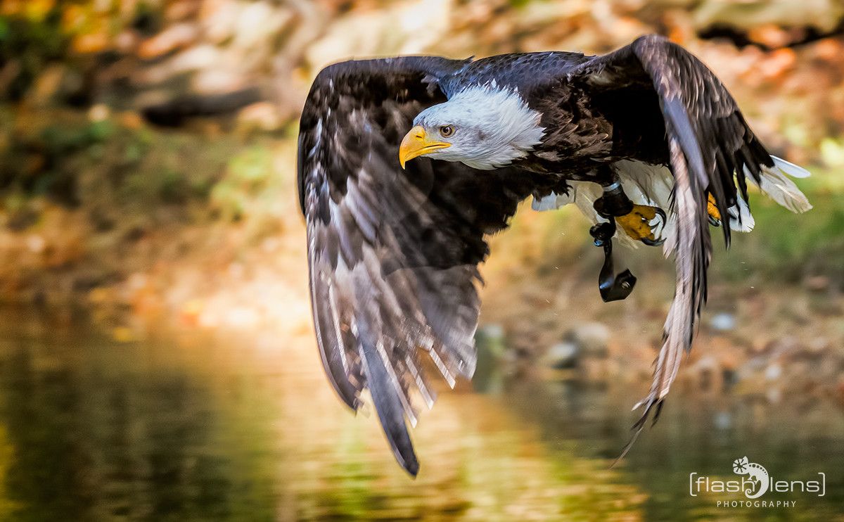 Weisskopfseeadler 031