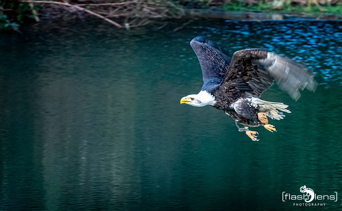 Weisskopfseeadler 033