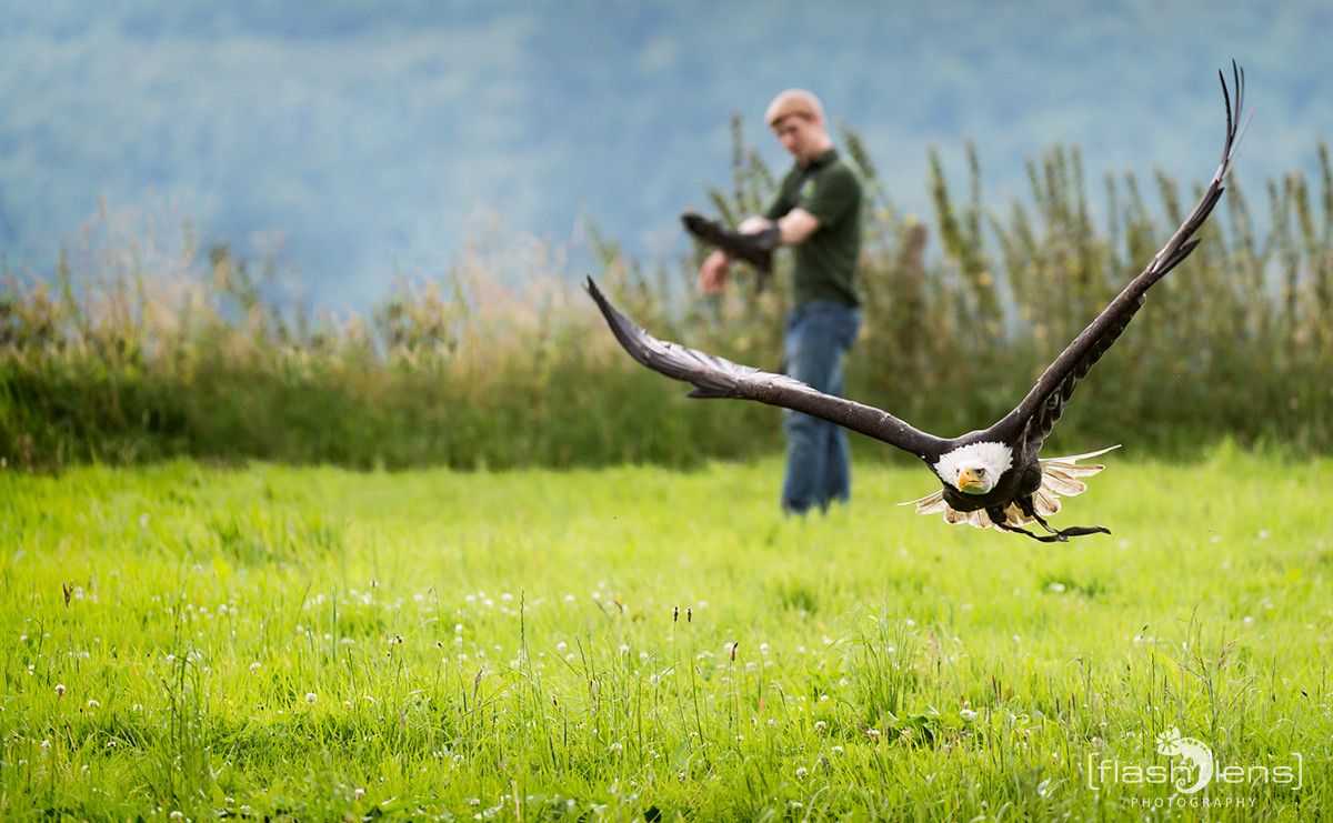 Weisskopfseeadler 036