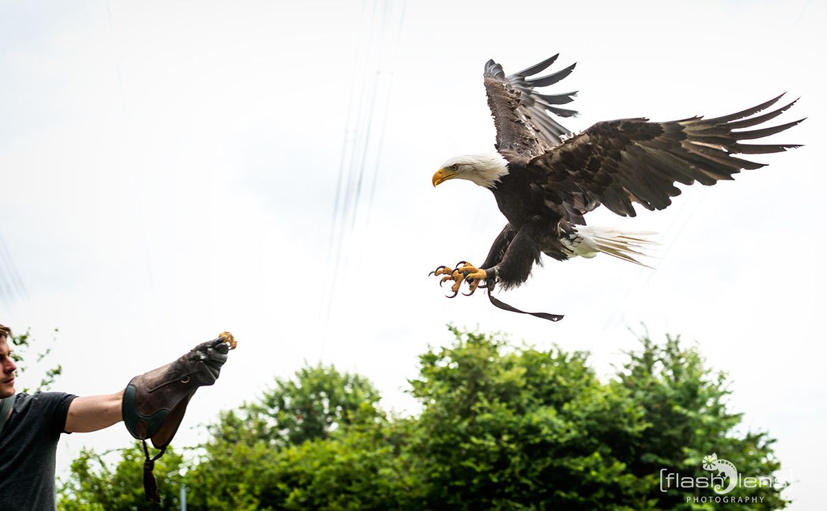 Weisskopfseeadler 040
