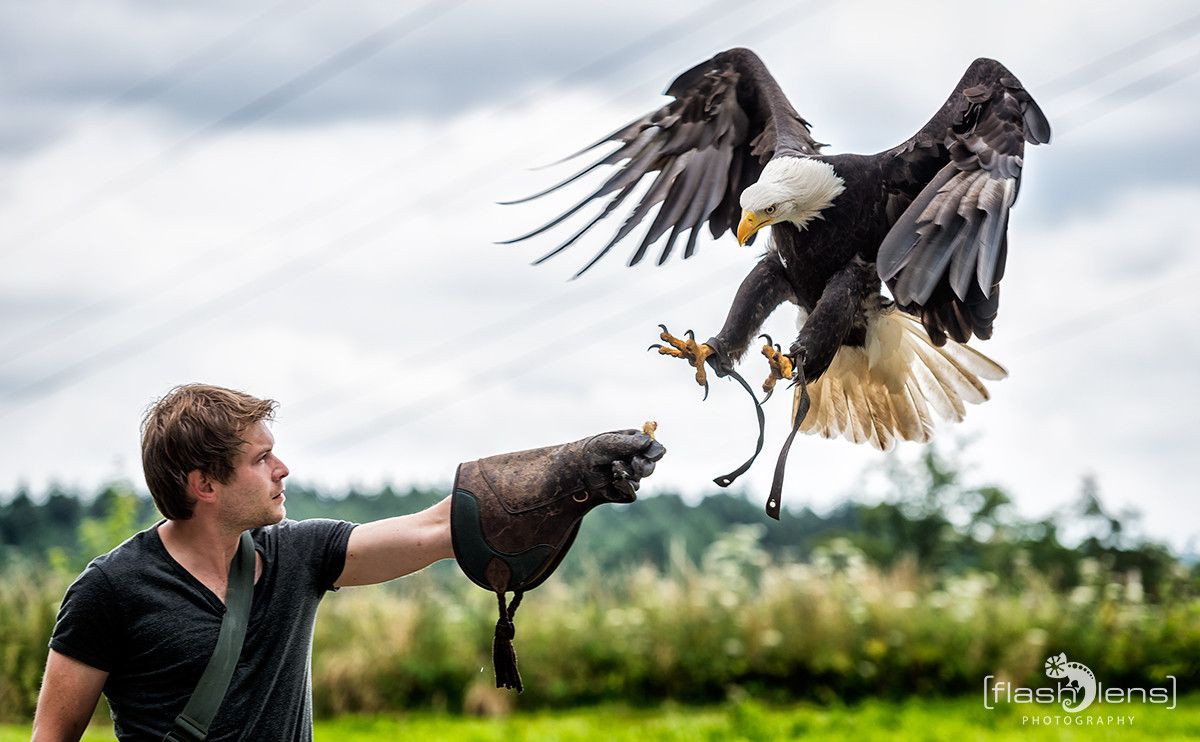 Weisskopfseeadler 041