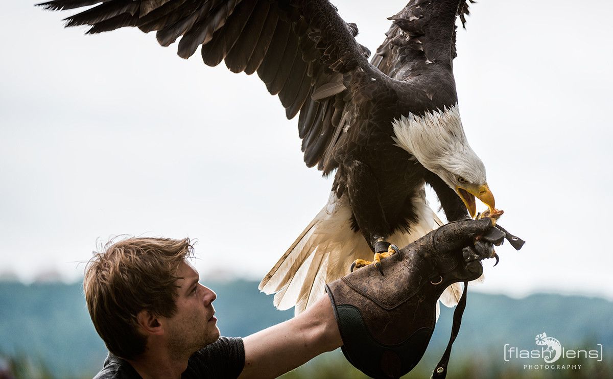 Weisskopfseeadler 043