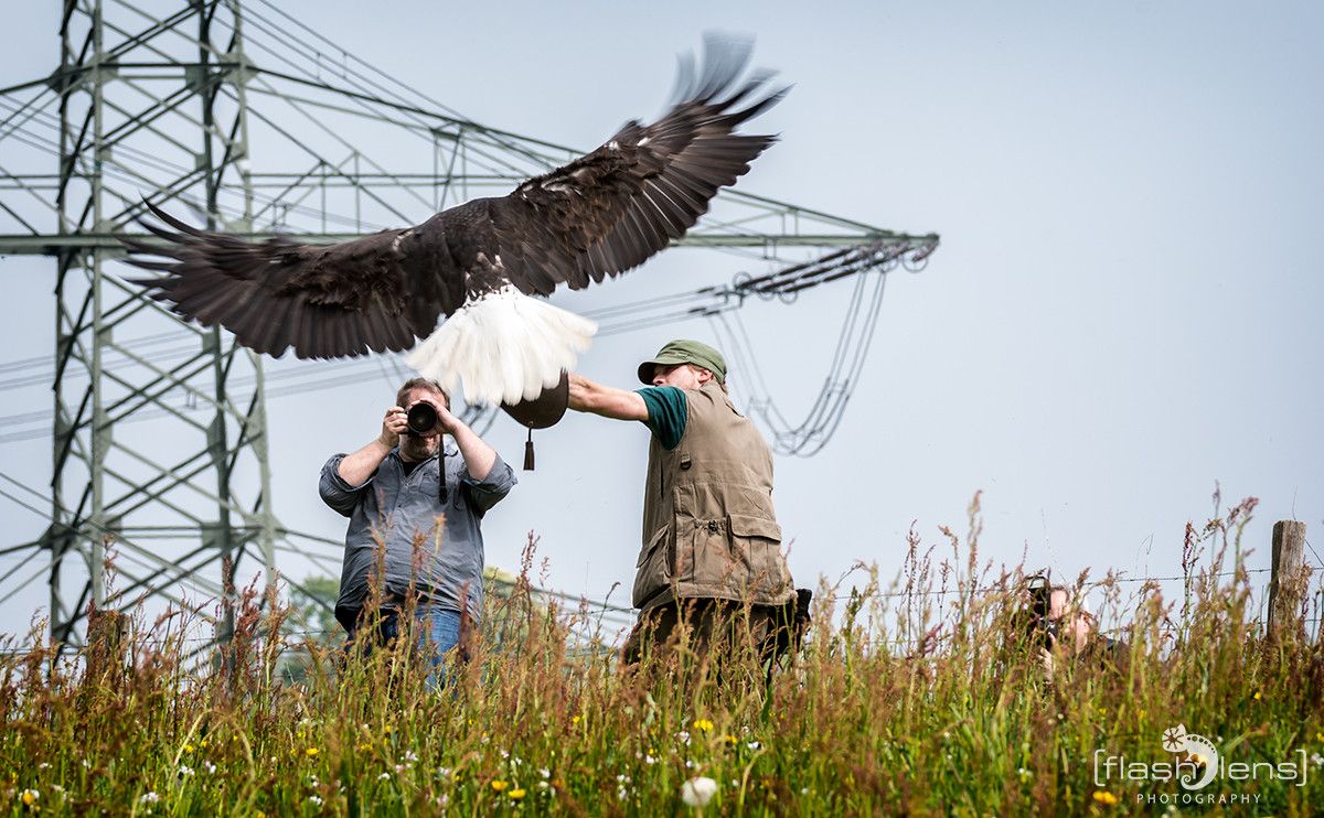 Weisskopfseeadler 045