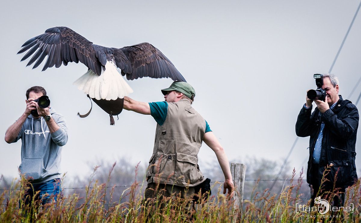 Weisskopfseeadler 046